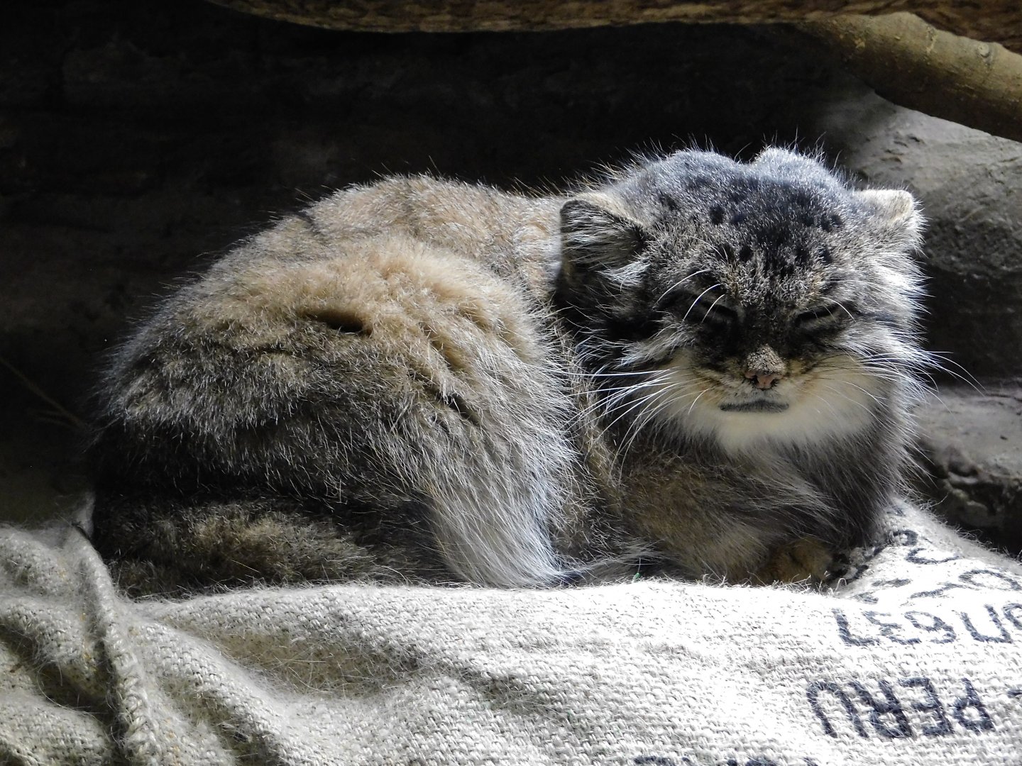 Pallas's Cat (Otocolobus manul) September 13, 2025