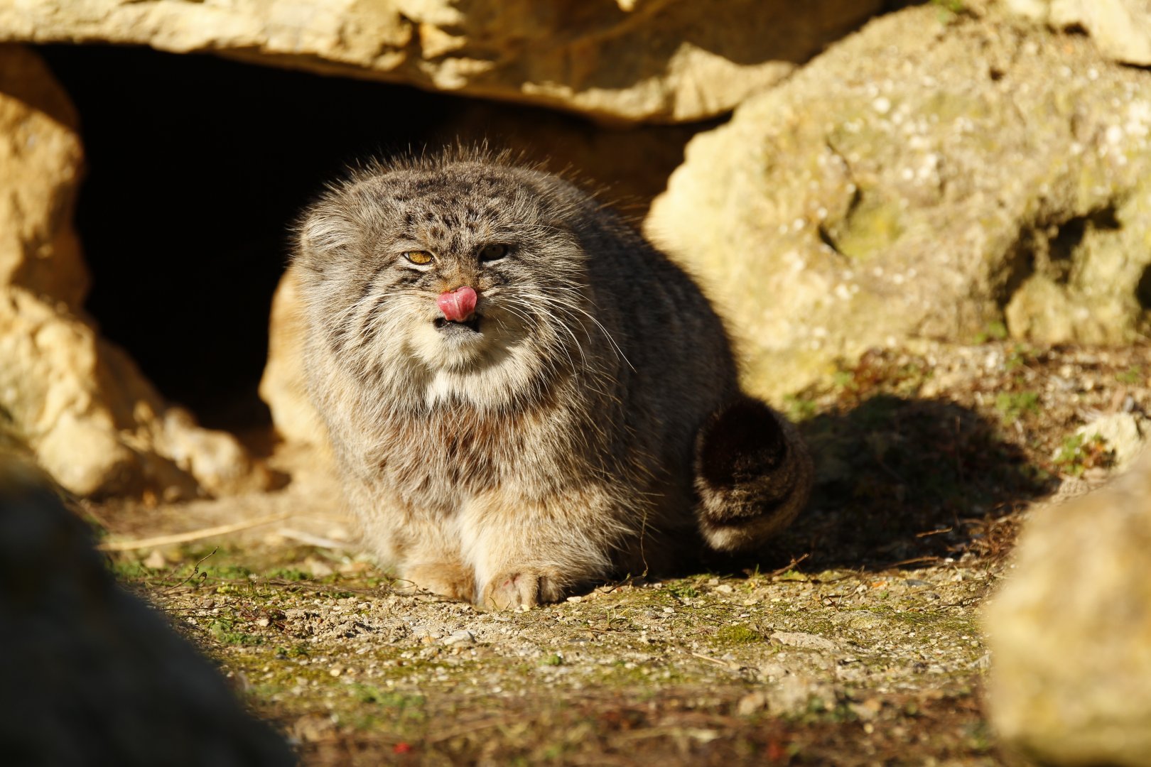 Pallas's cat (Otocolobus manul)
