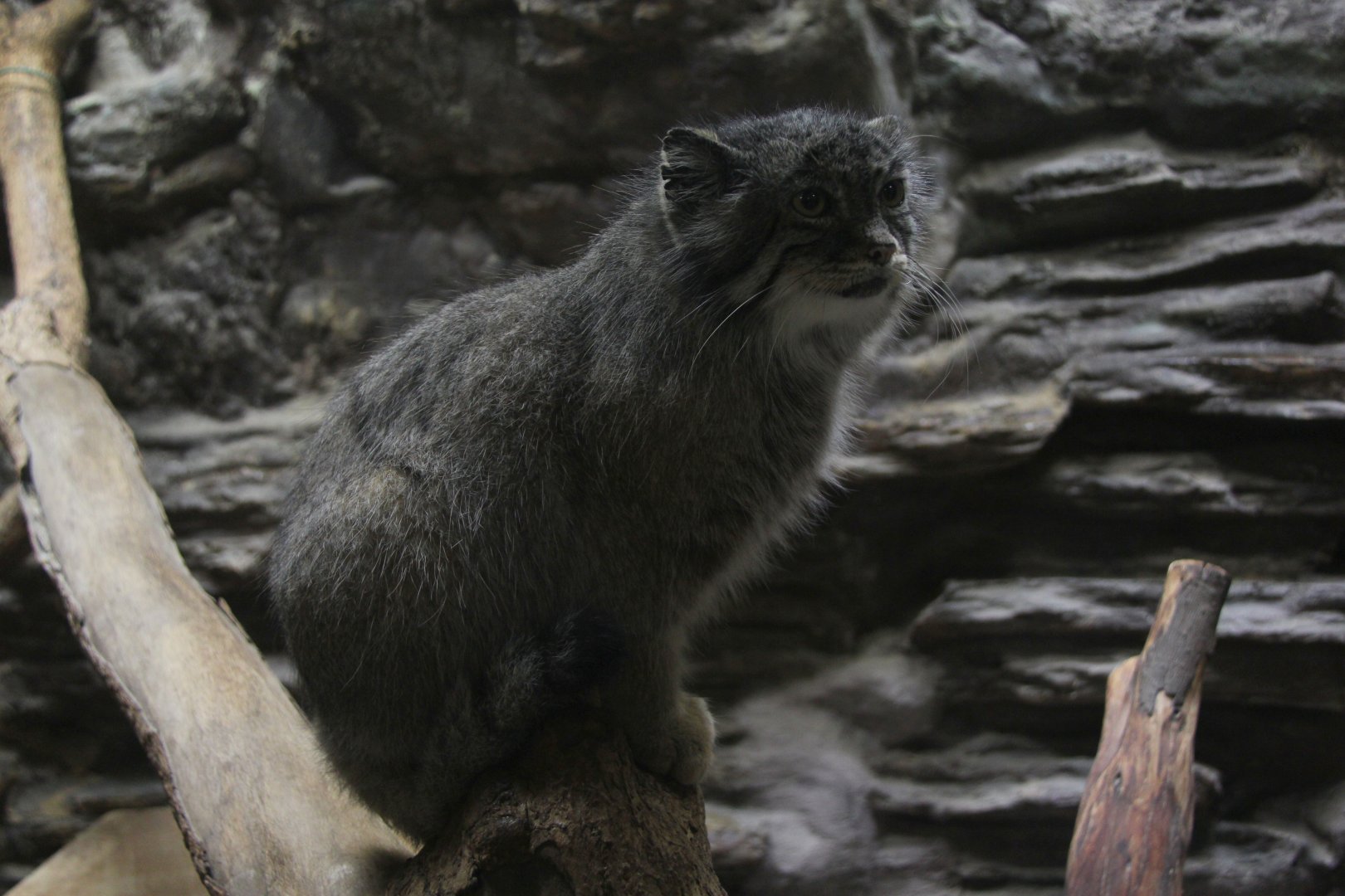Pallas's cat (Otocolobus manul)
