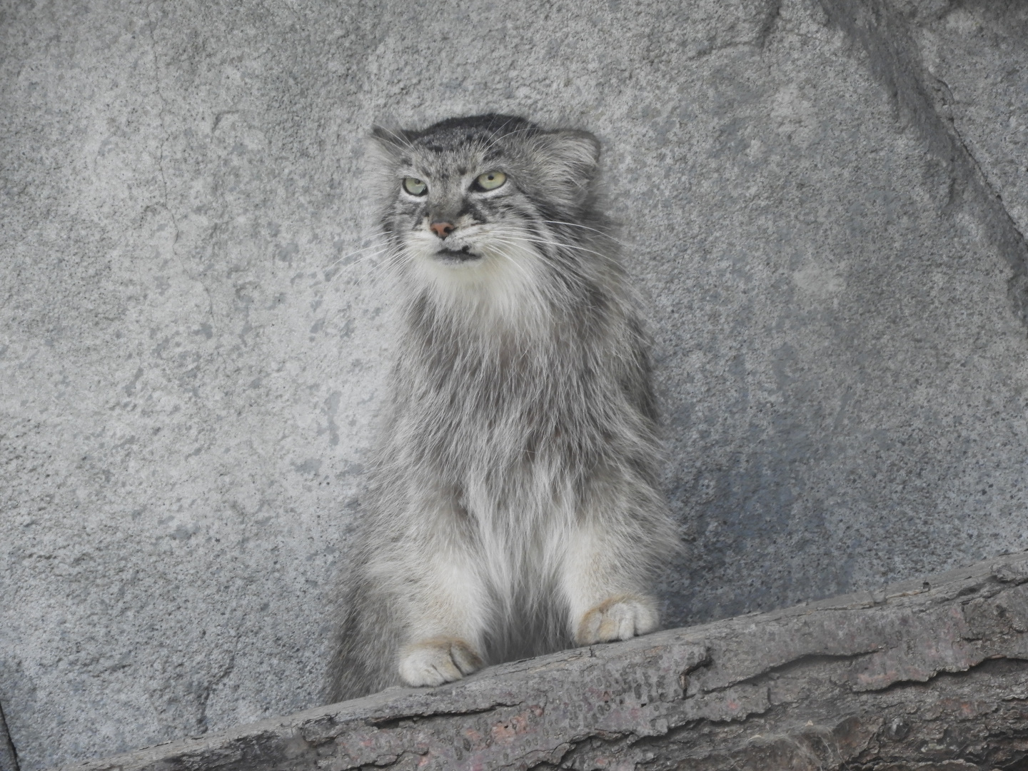 Pallas's Cat (Otocolobus manul)