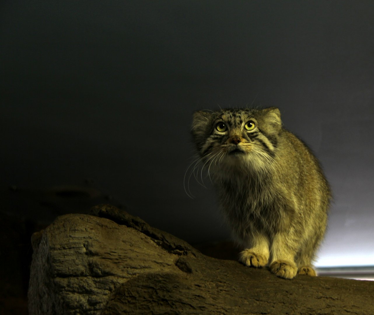 Pallas's cat (Otocolobus manul)