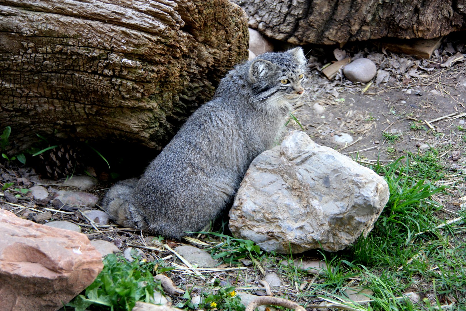 Pallas's cat (Otocolobus manul)