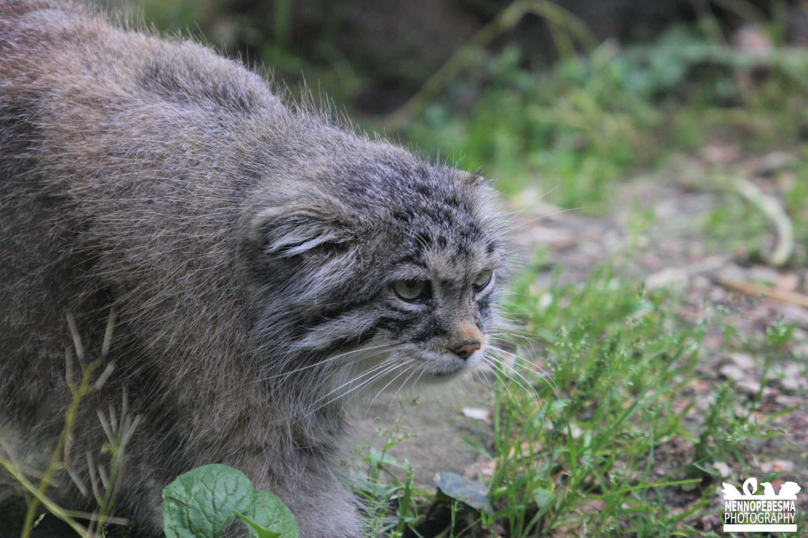 Pallas's cat (Otocolobus manul)