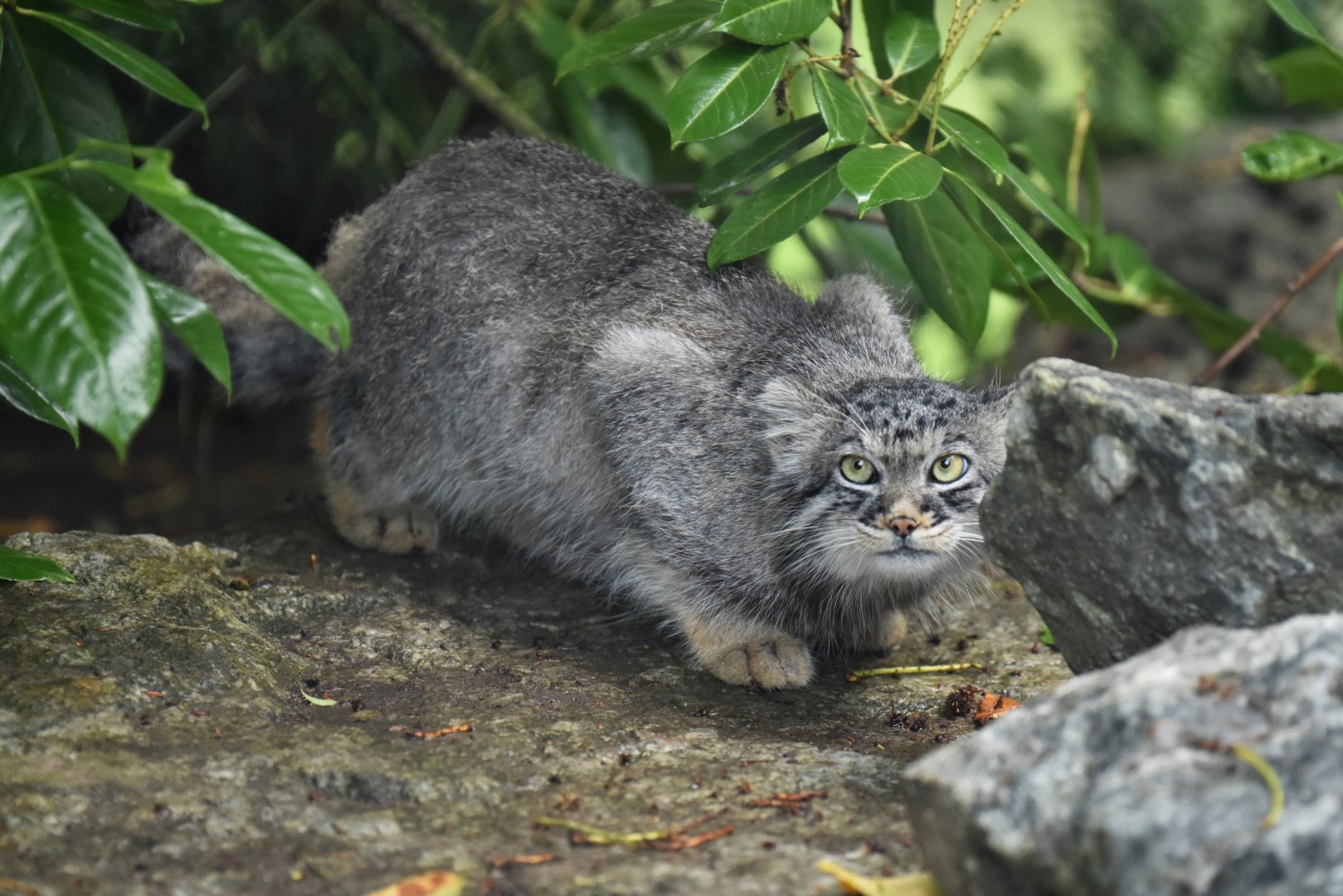 Pallas's cat (Otocolobus manul)