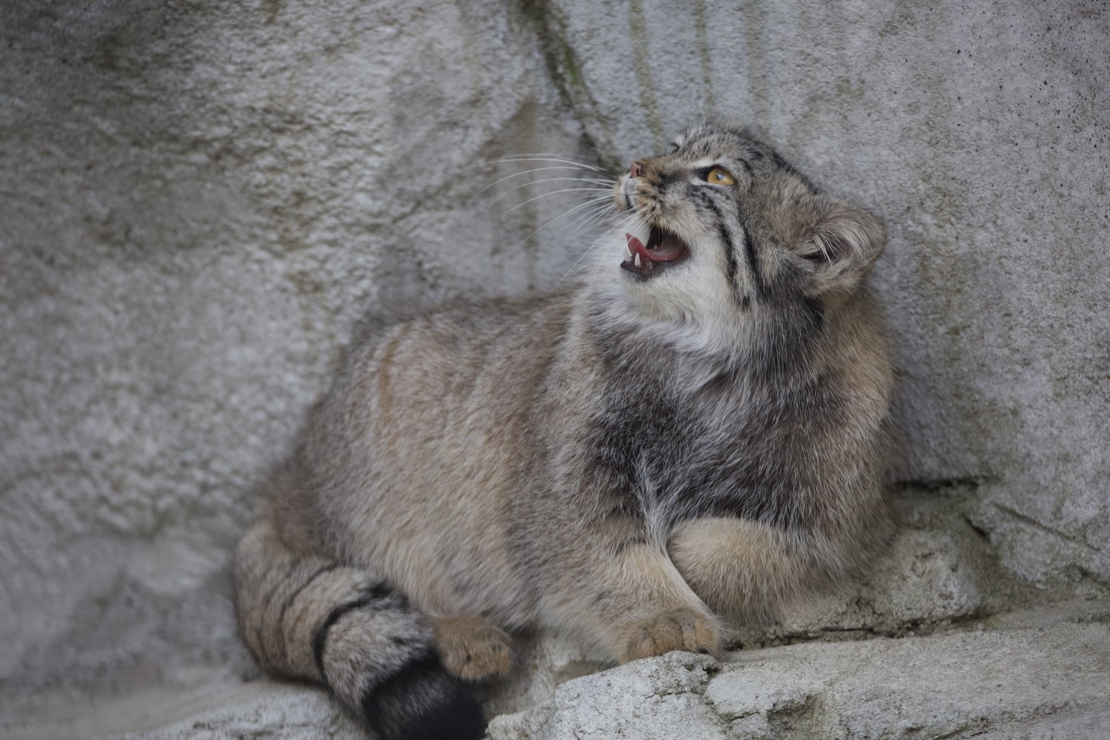 Pallas's Cat/ Otocolobus manul