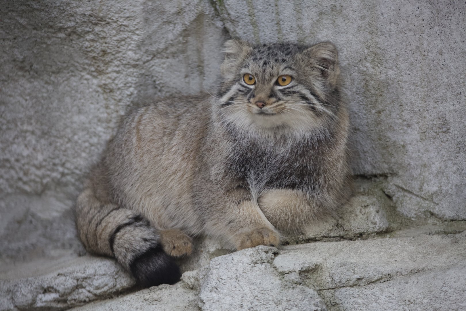 Pallas's Cat/ Otocolobus manul