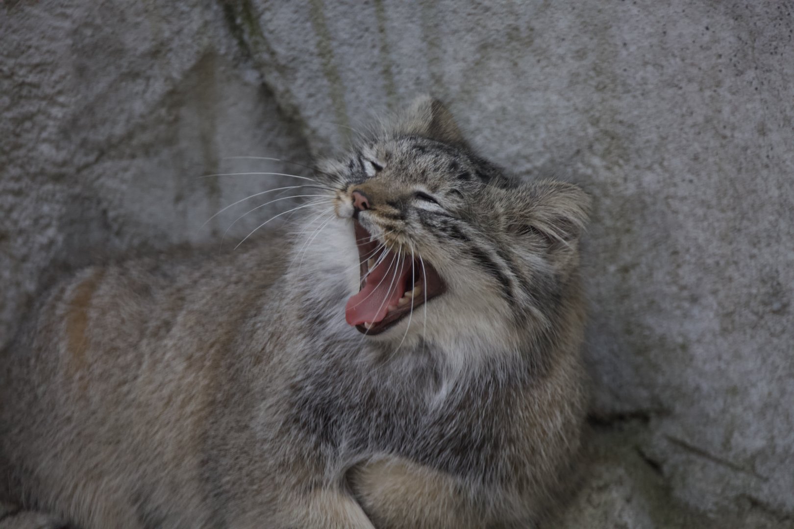 Pallas's Cat/ Otocolobus manul