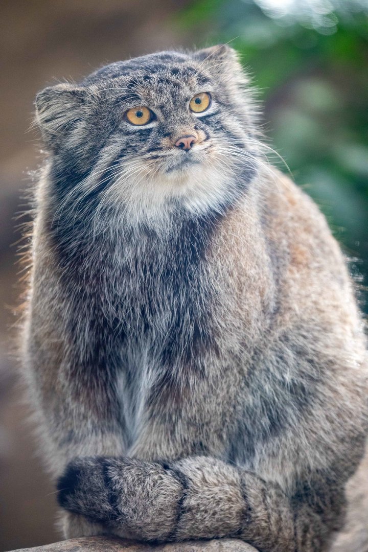 Pallas's cat (Otocolobus manul)