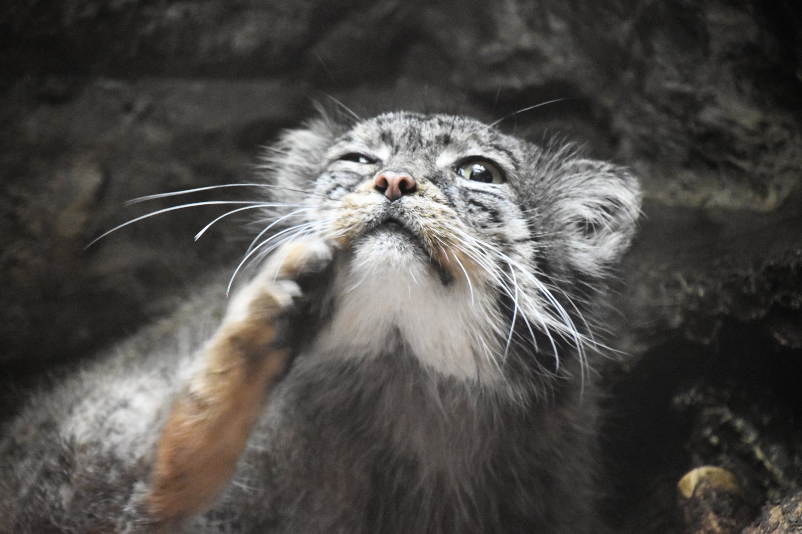 Pallas's cat (Otocolobus manul)