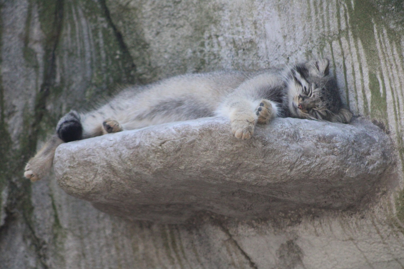Pallas’s Cat (Otocolobus manul)