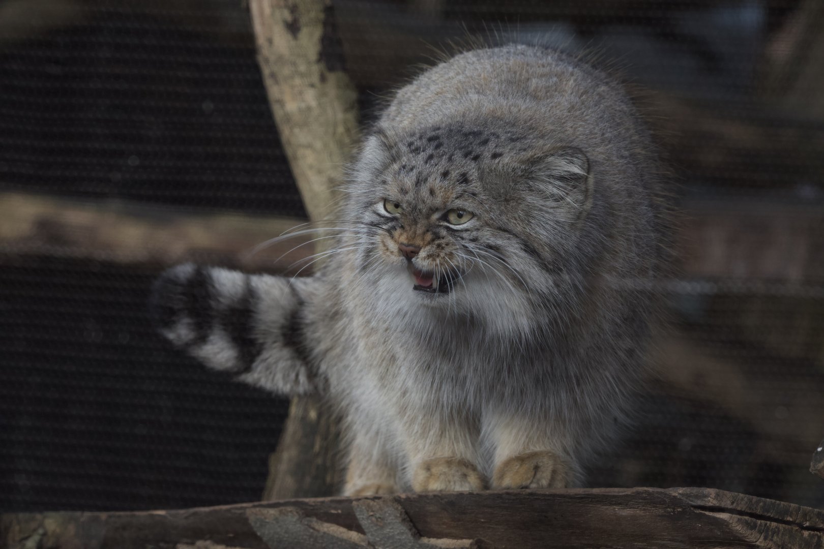 Pallas's Cat/ Otocolobus manul