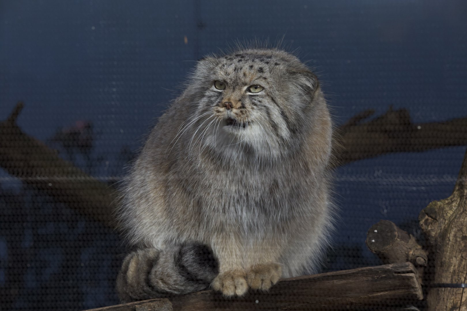 Pallas's Cat/ Otocolobus manul