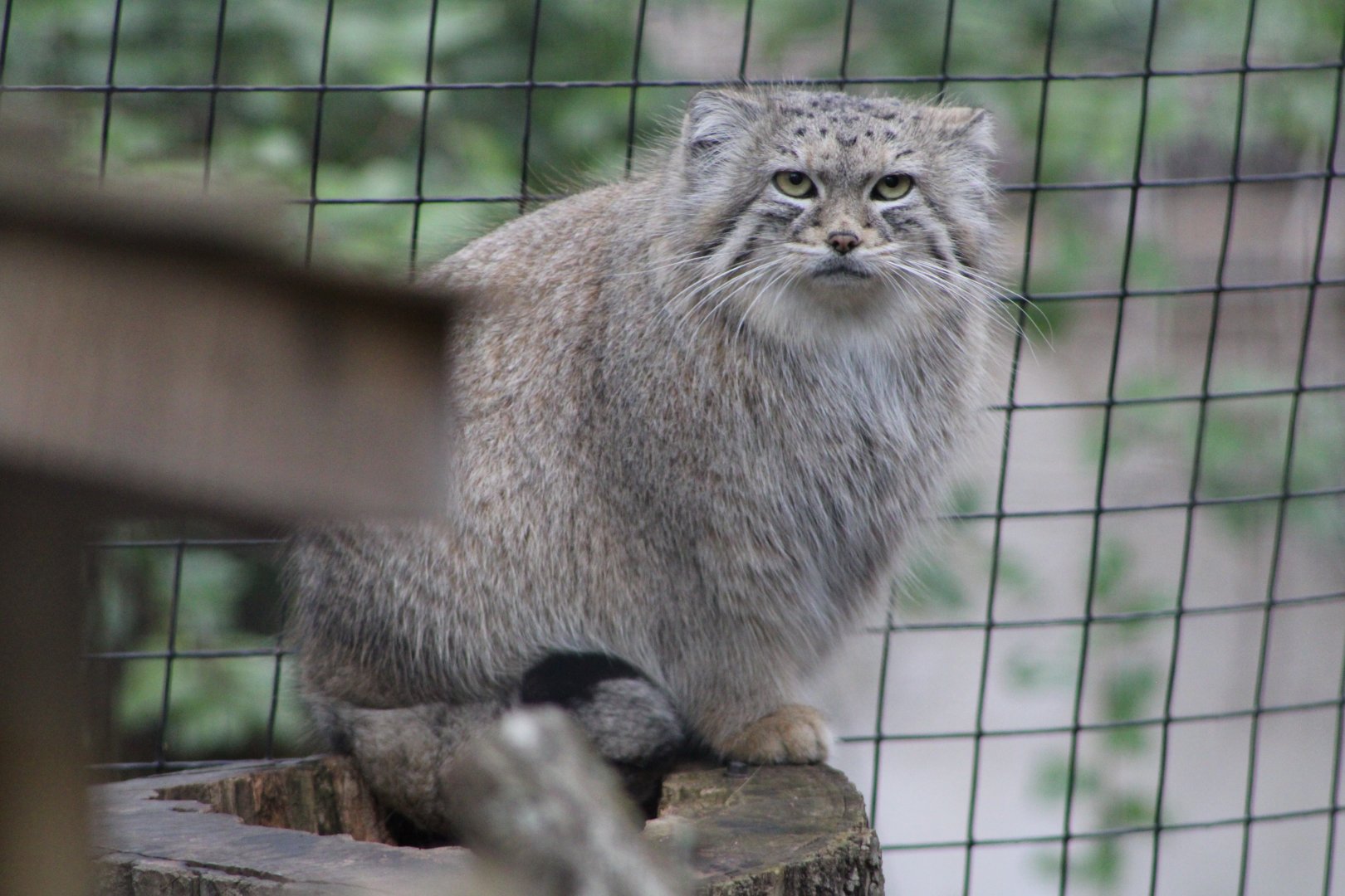 Pallas’s Cat (Otocolobus manul)