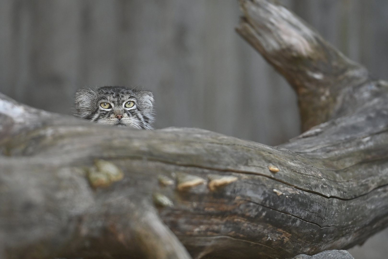 Pallas's cat (Otocolobus manul)
