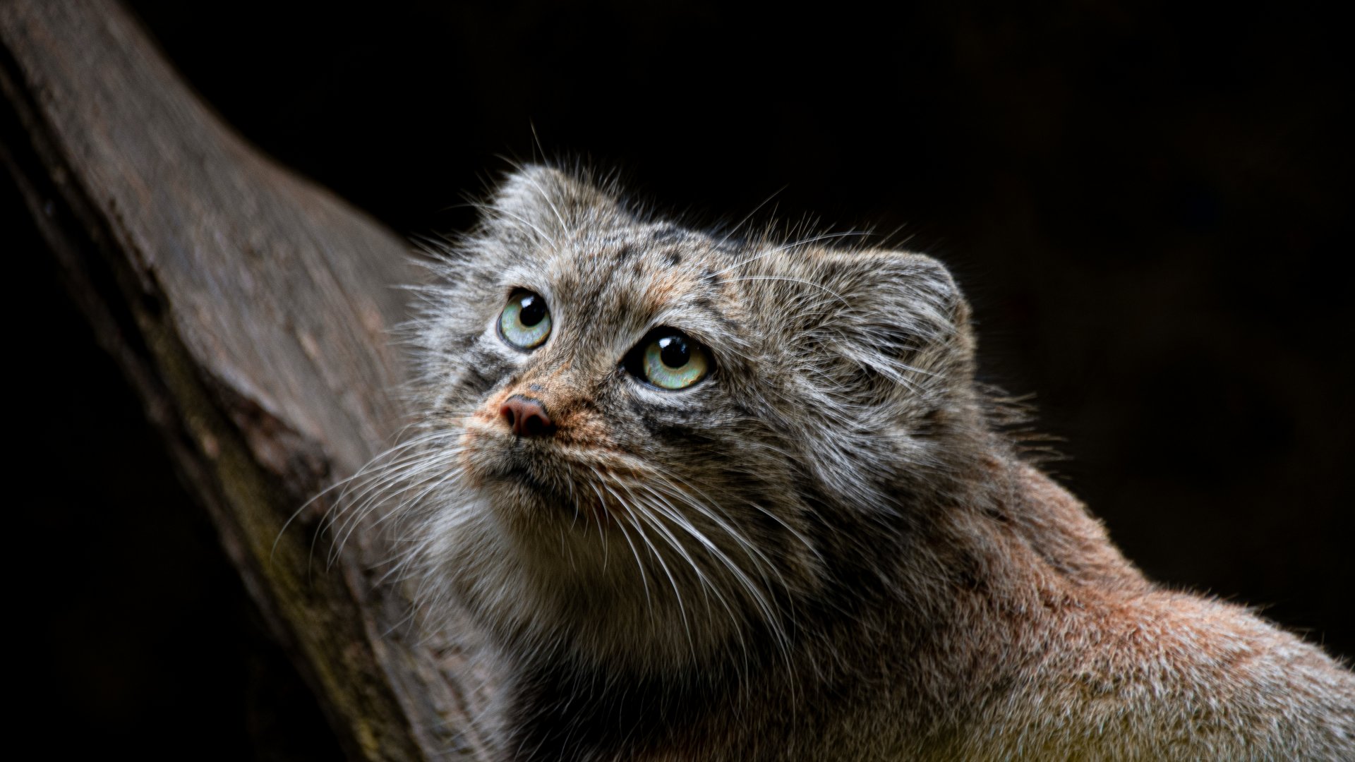 Pallas's cat (Otocolobus manul)