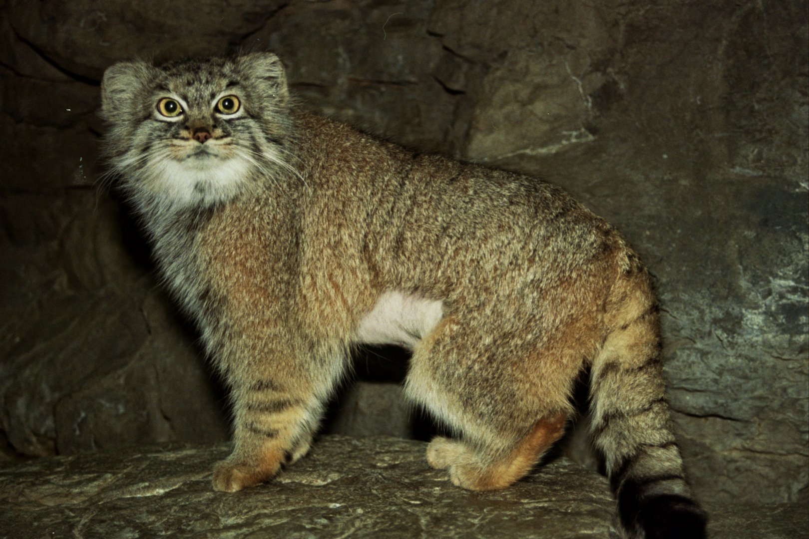 Pallas's cat (Otocolobus manul)