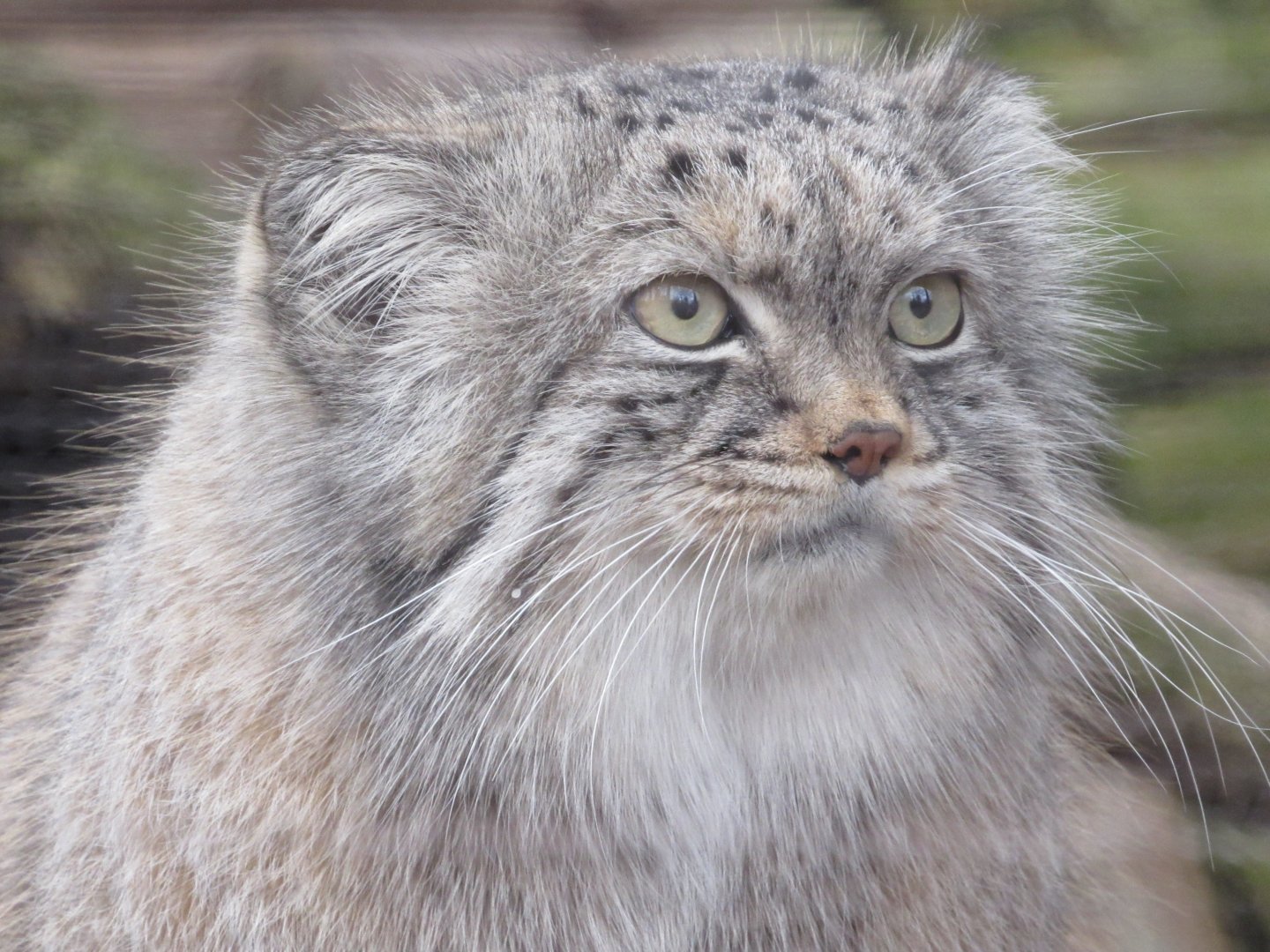 Pallas's Cat Pazi