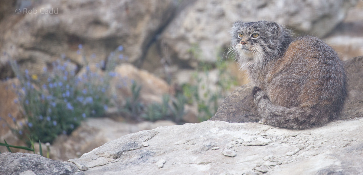 Pallas's cat : Port Lympne : 05 May 2017