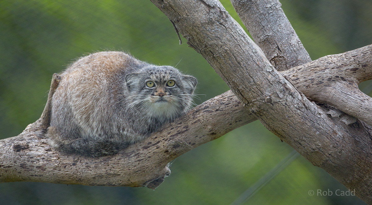 Pallas's cat : Port Lympne : 05 May 2017