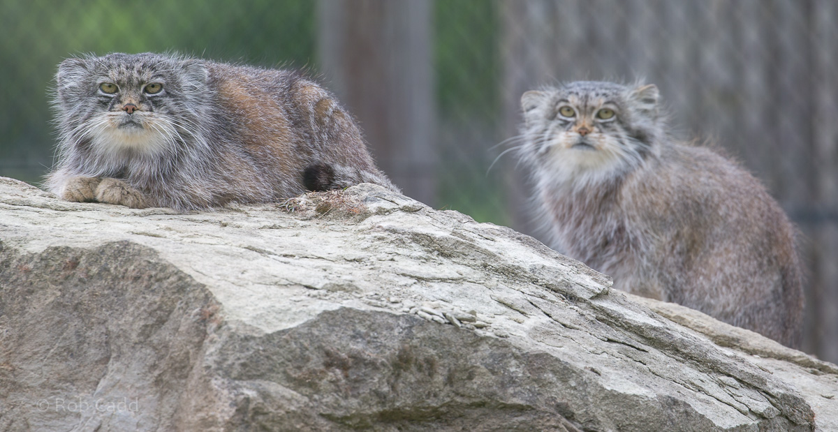 Pallas's cat : Port Lympne : 05 May 2017