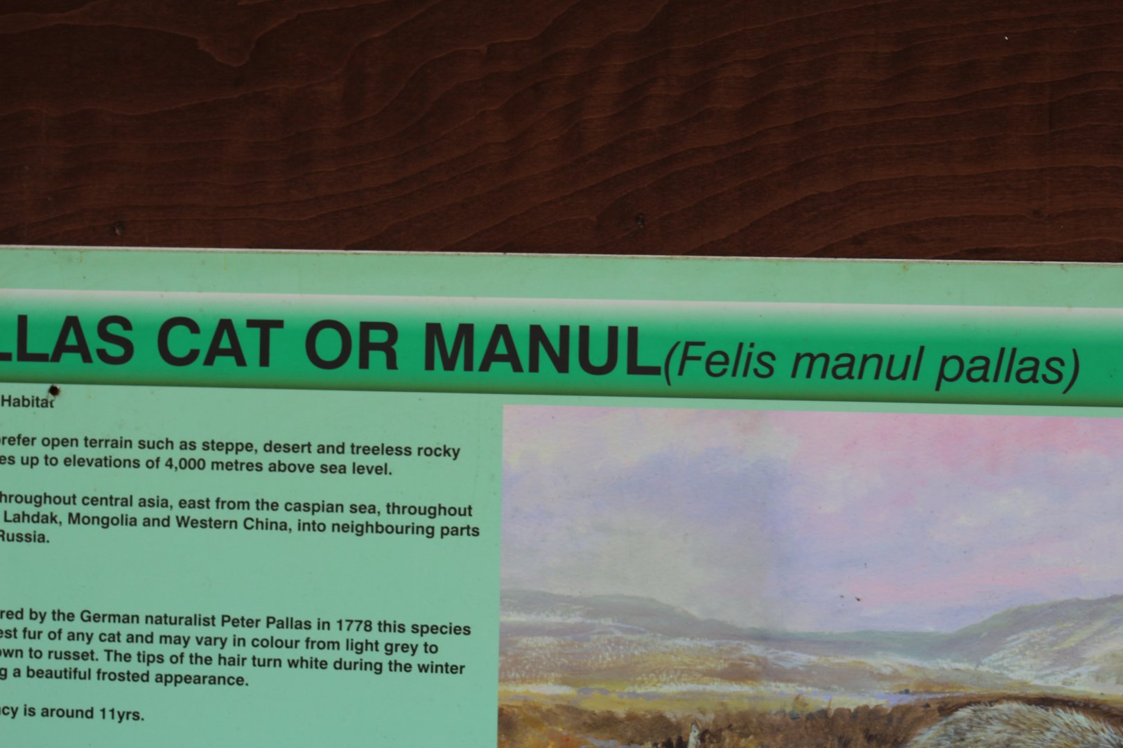 Pallas's Cat Signage