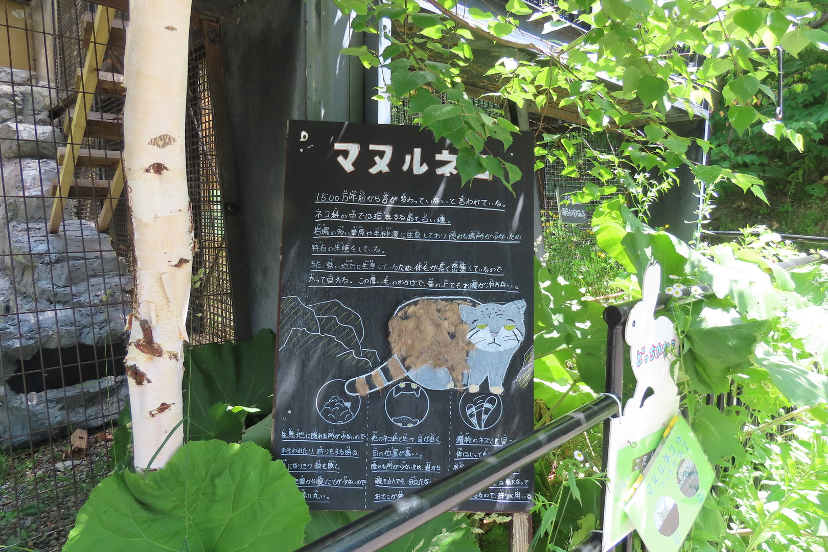 Pallas's cat signage