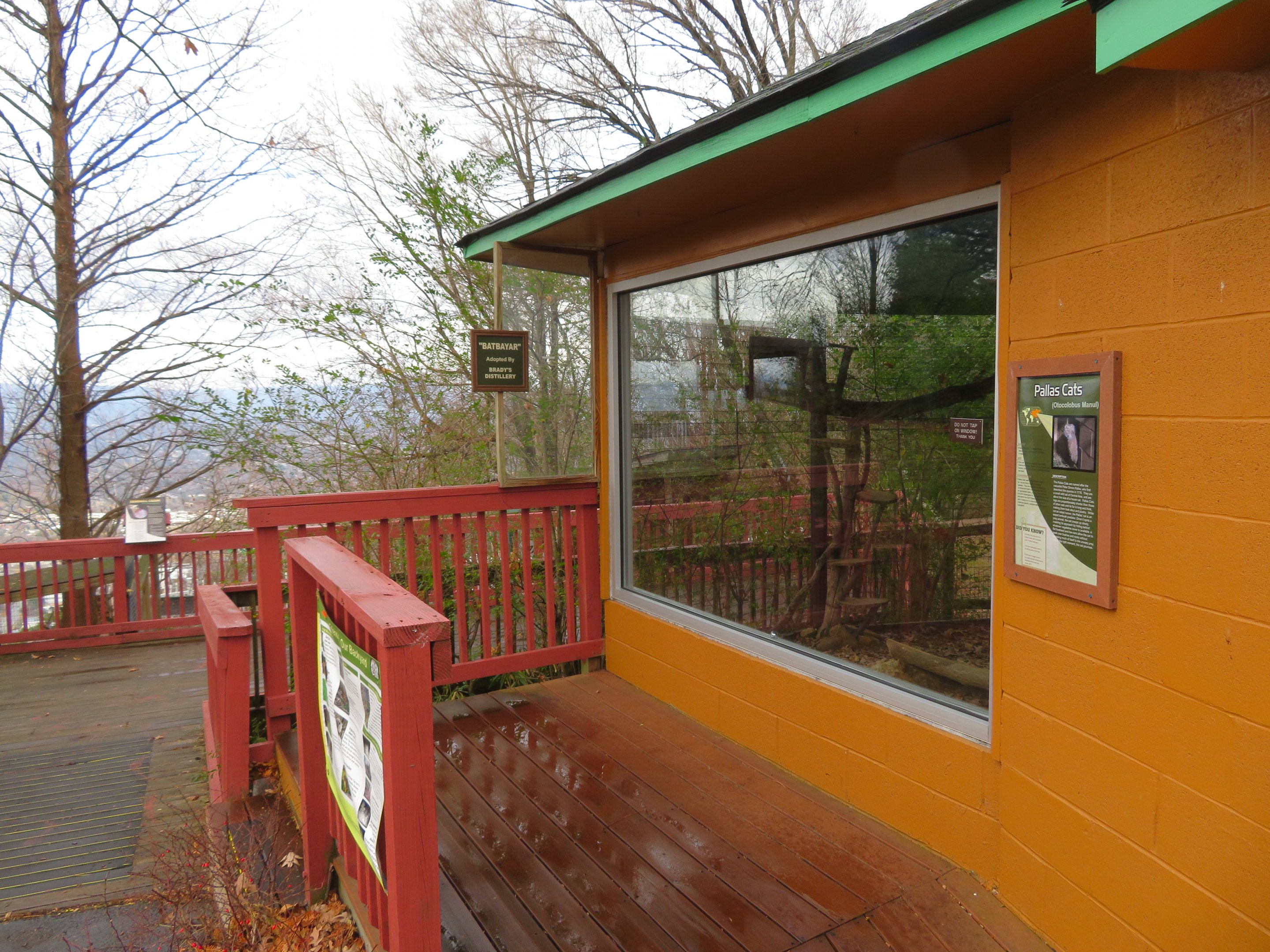 Pallas's Cat Viewing Window