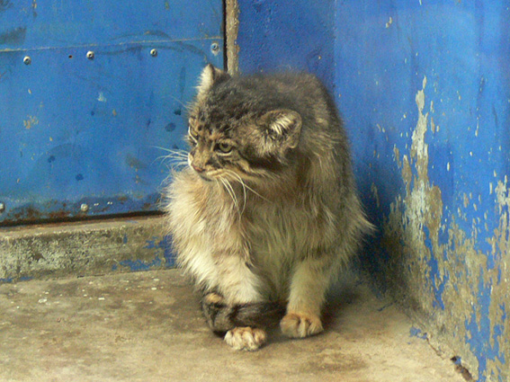 Pallas's cat