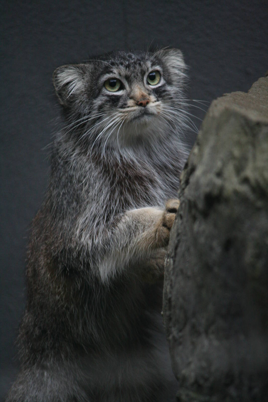 Pallas's cat