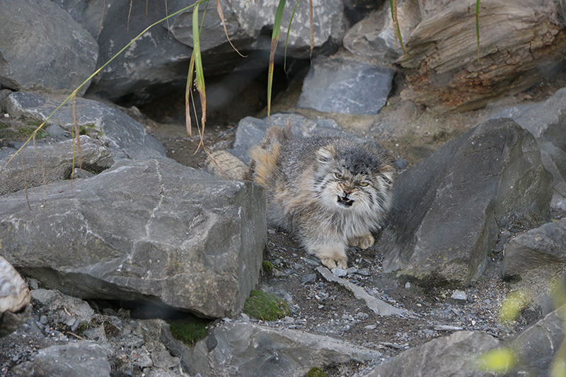 pallas's cat