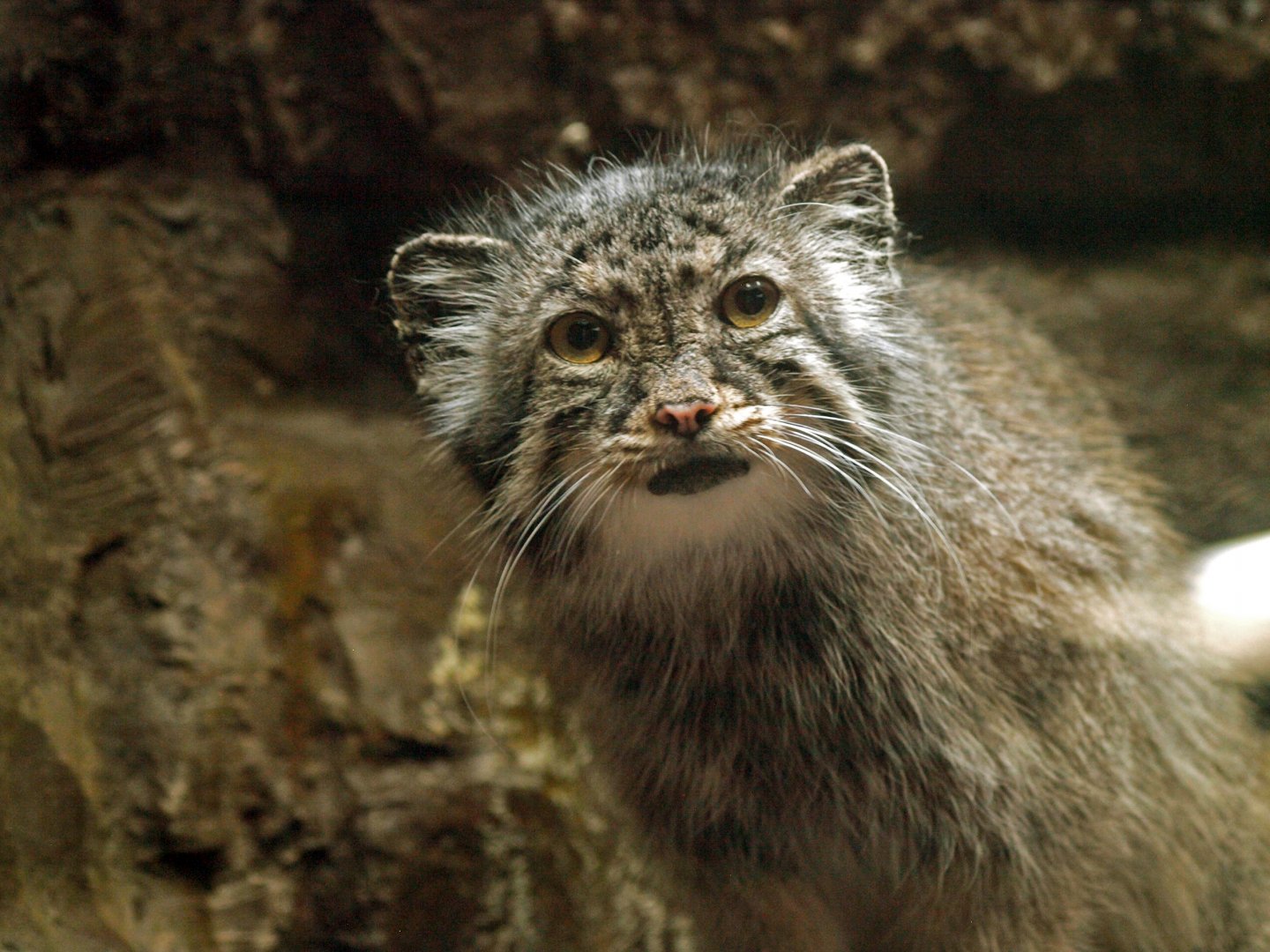 Pallas's cat