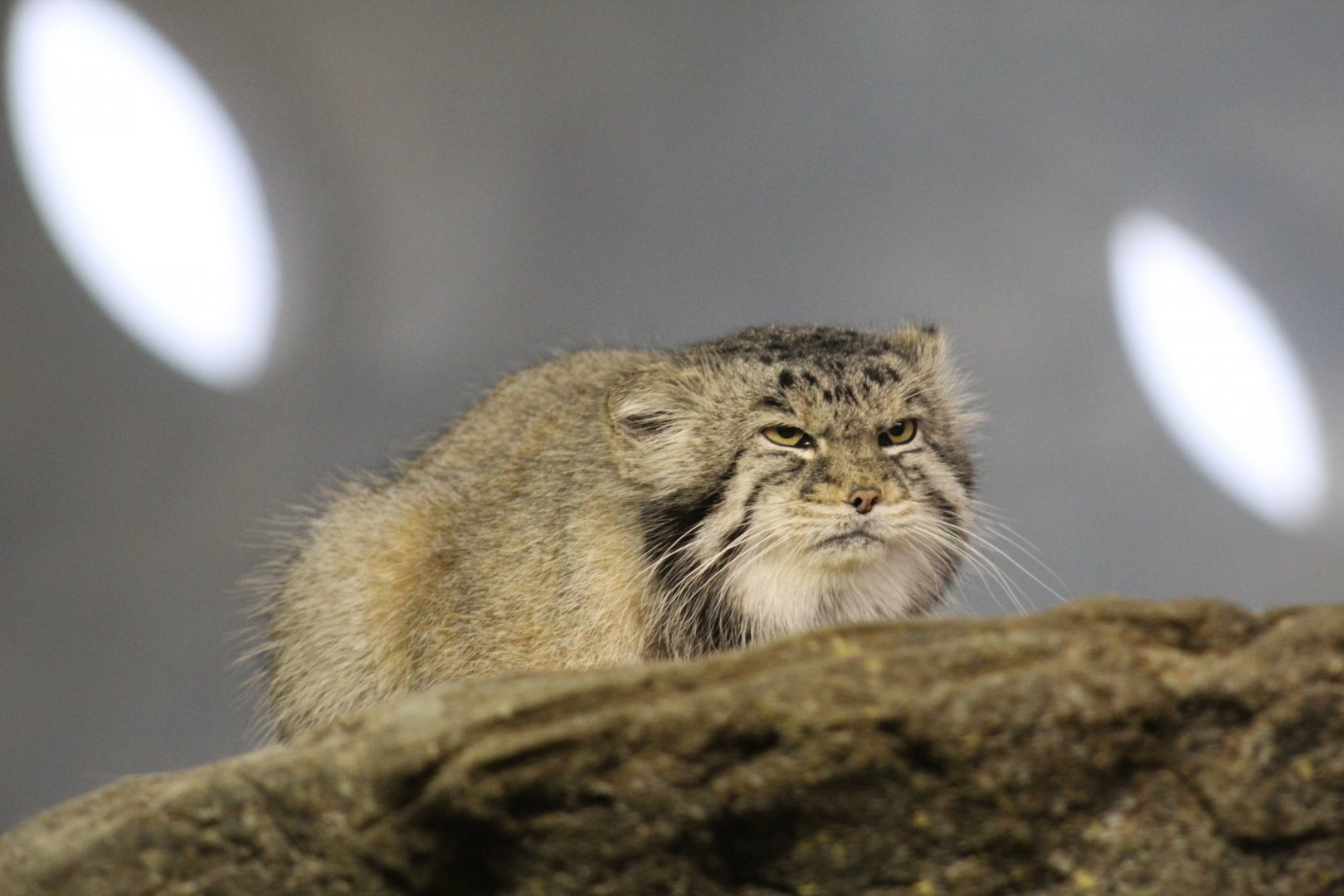Pallas's Cat
