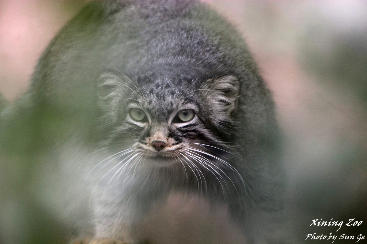 Pallas's cat