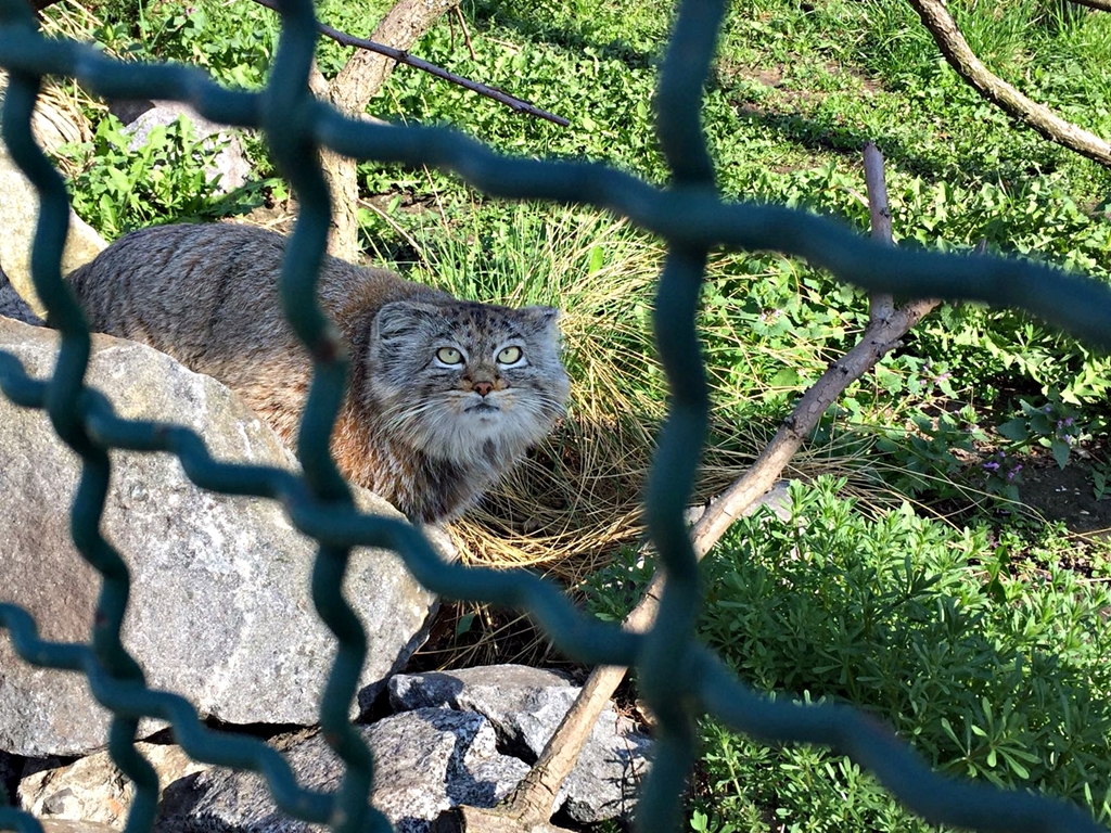 Pallas's cat