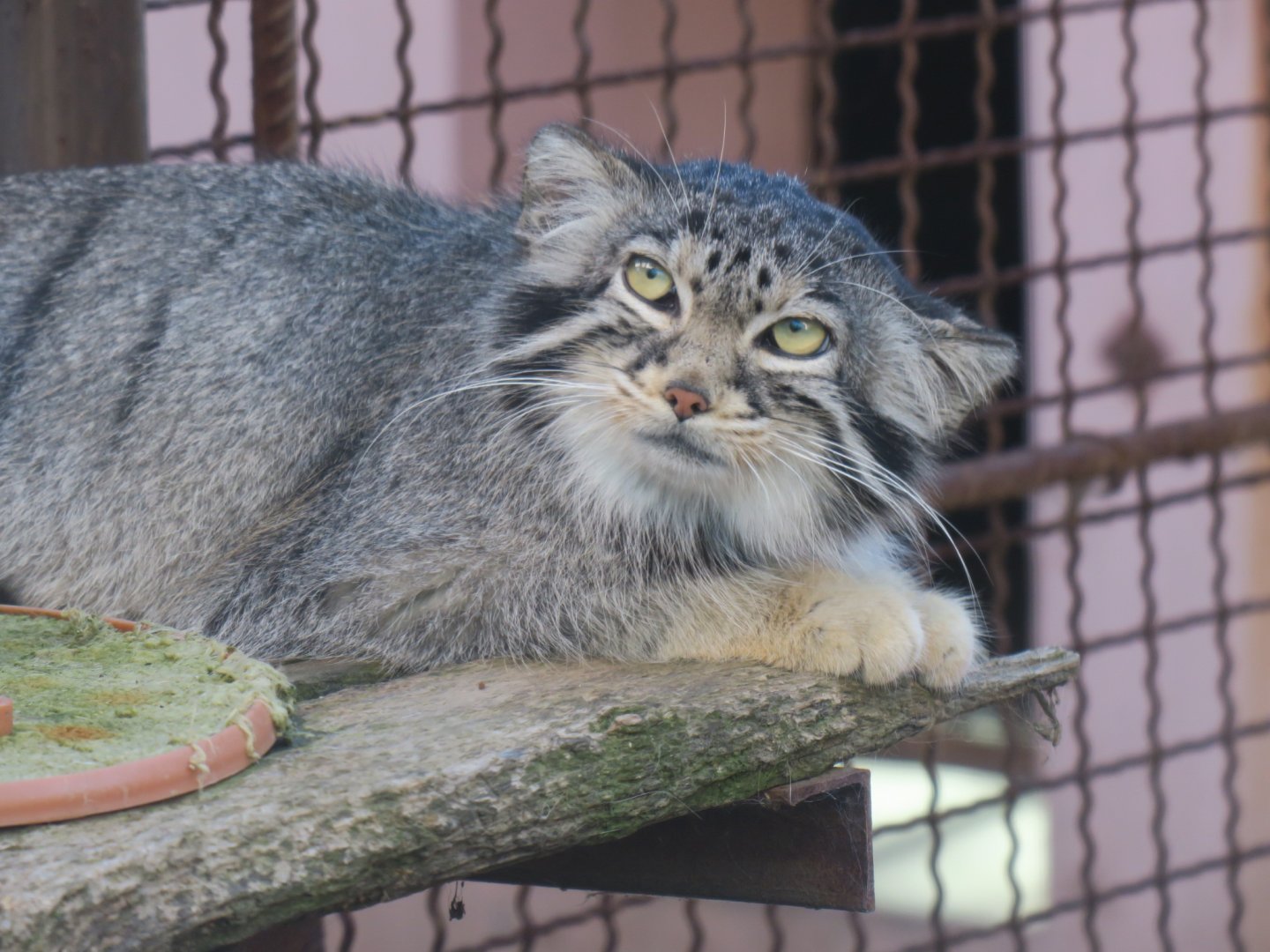Pallas's cat