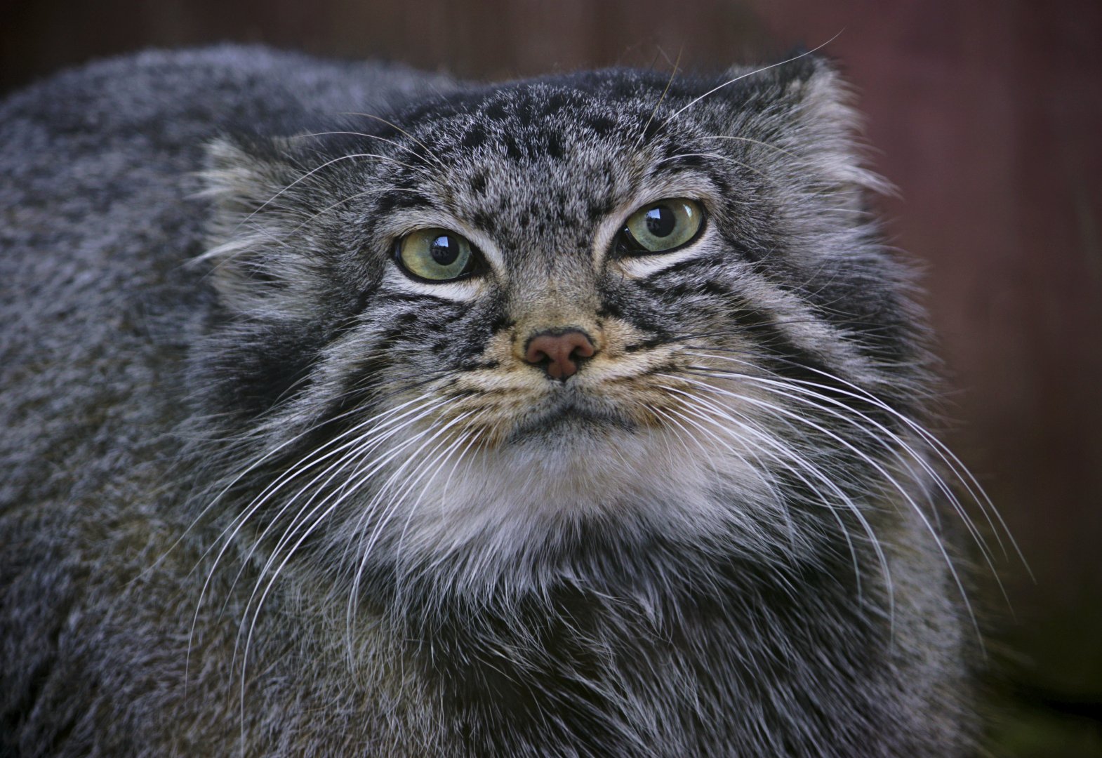 Pallas's cat