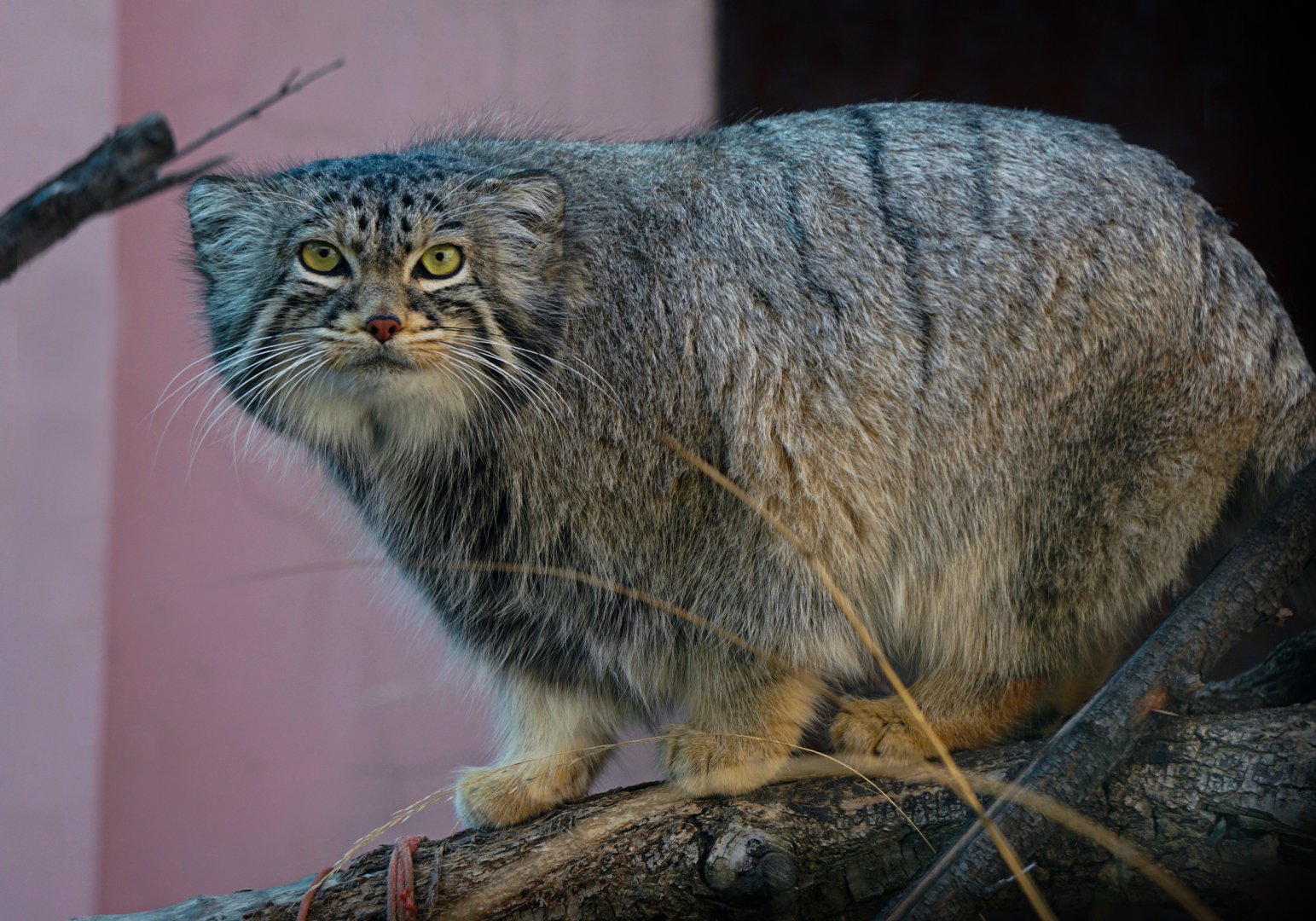 Pallas's cat
