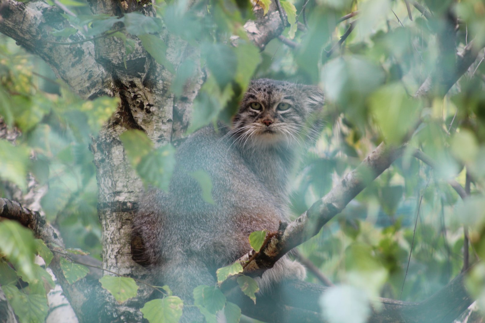 Pallas's Cat
