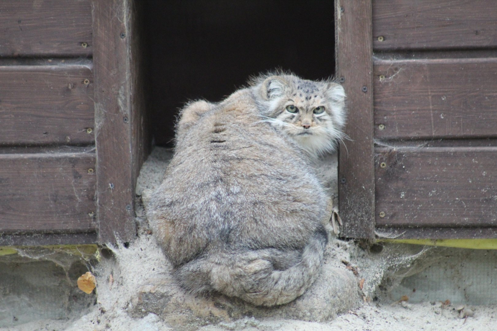 Pallas's Cat
