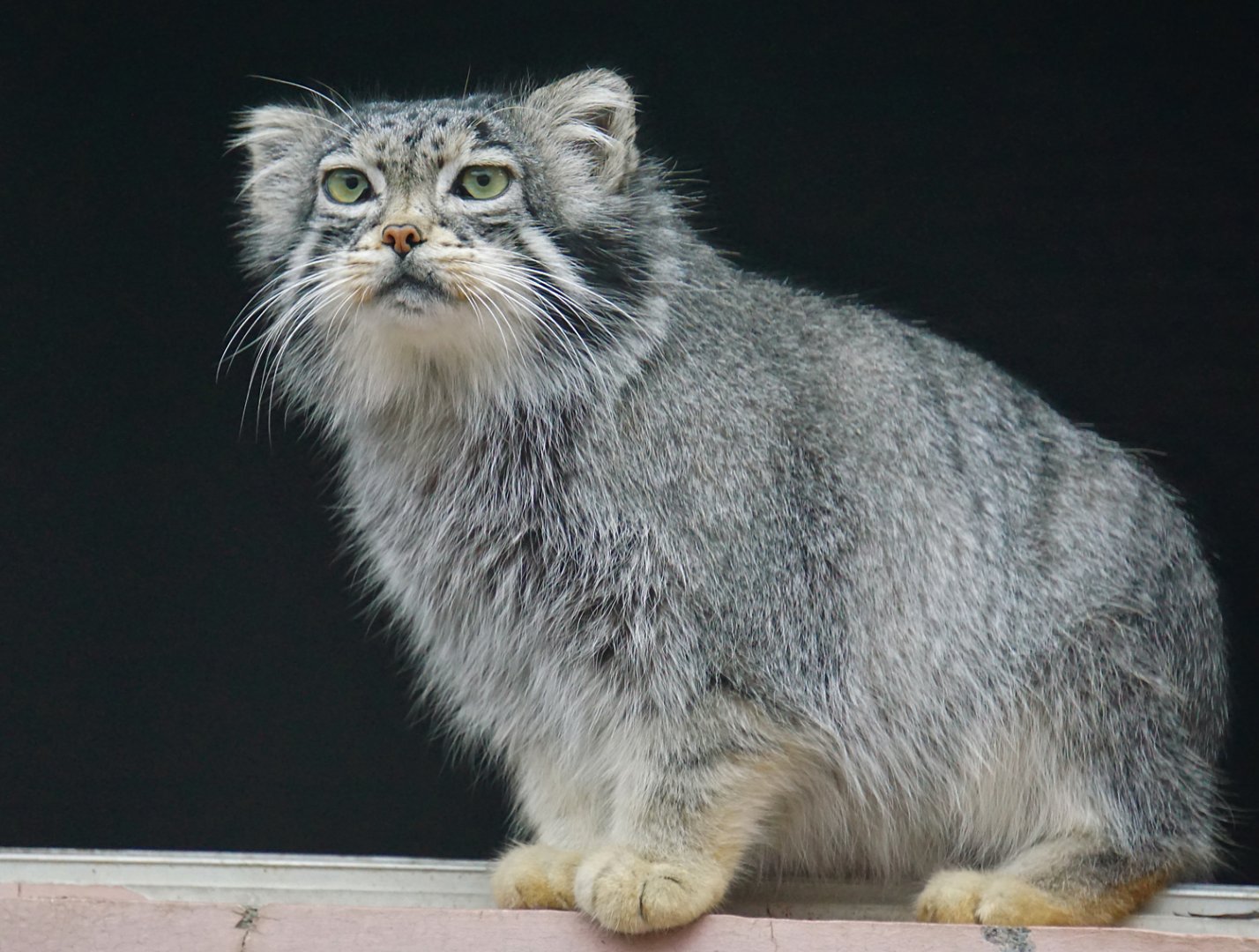 Pallas's cat