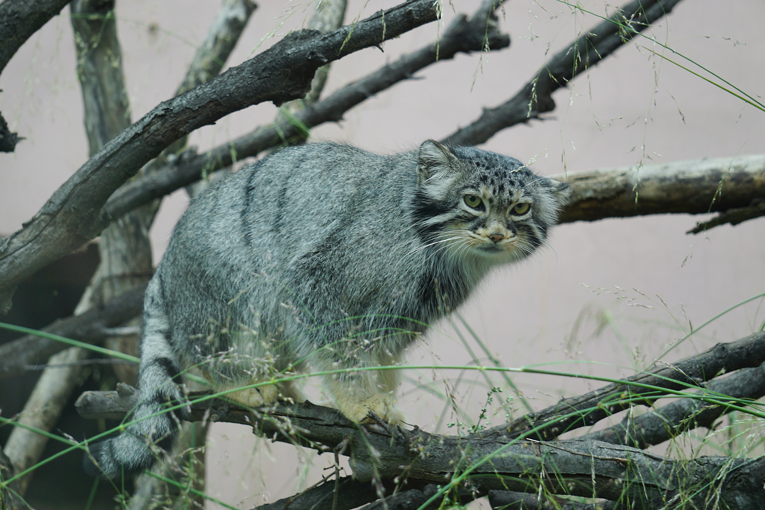 Pallas's cat