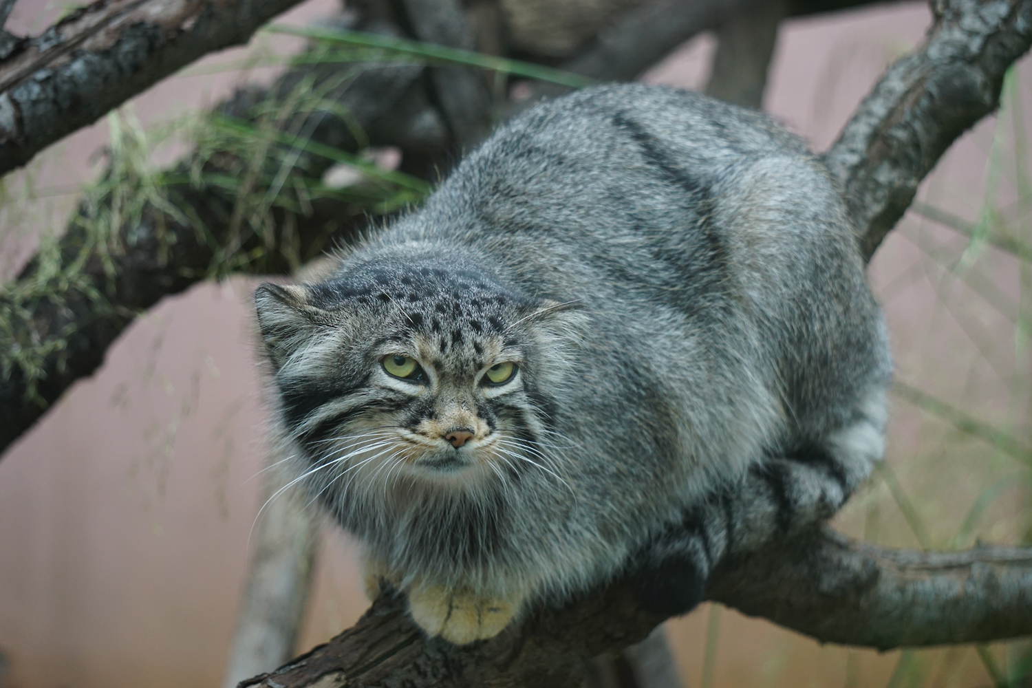 Pallas's cat