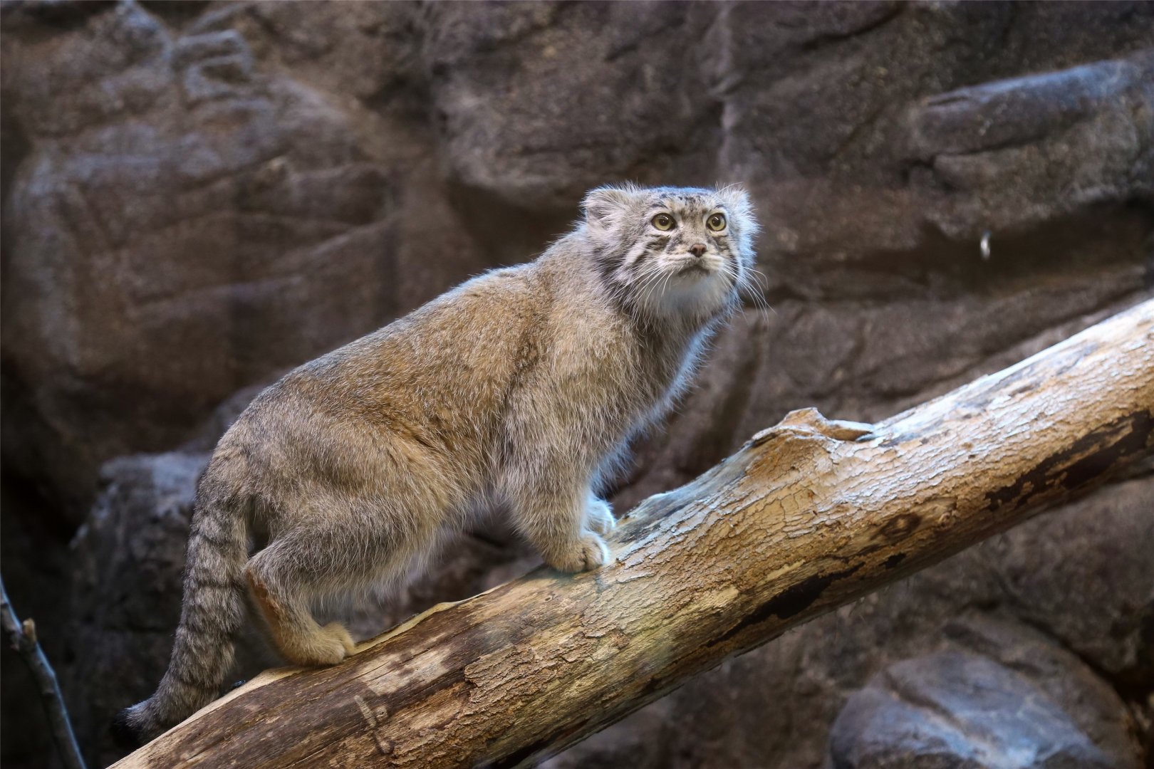 Pallas's Cat