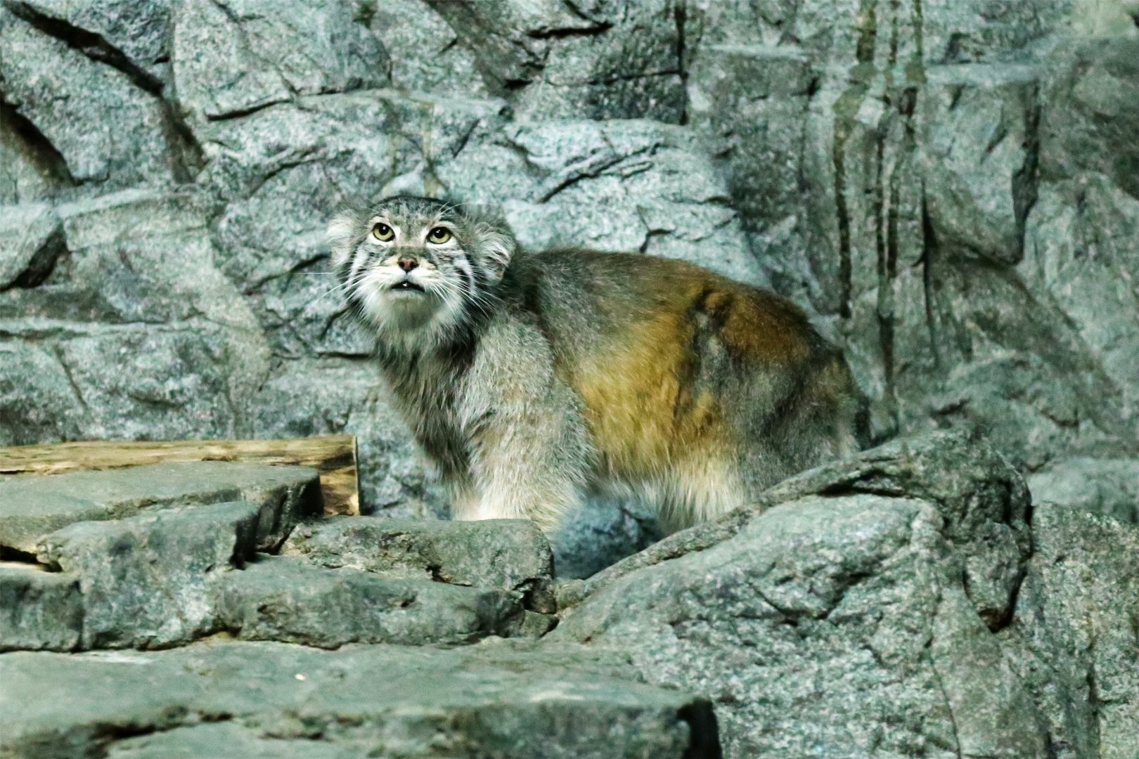 Pallas's Cat