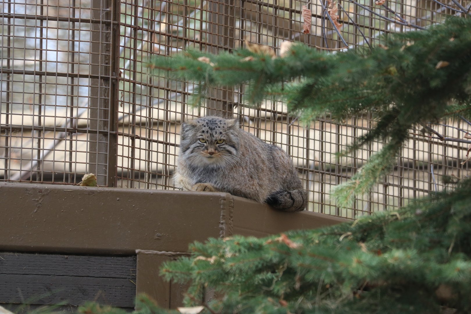 Pallas's Cat