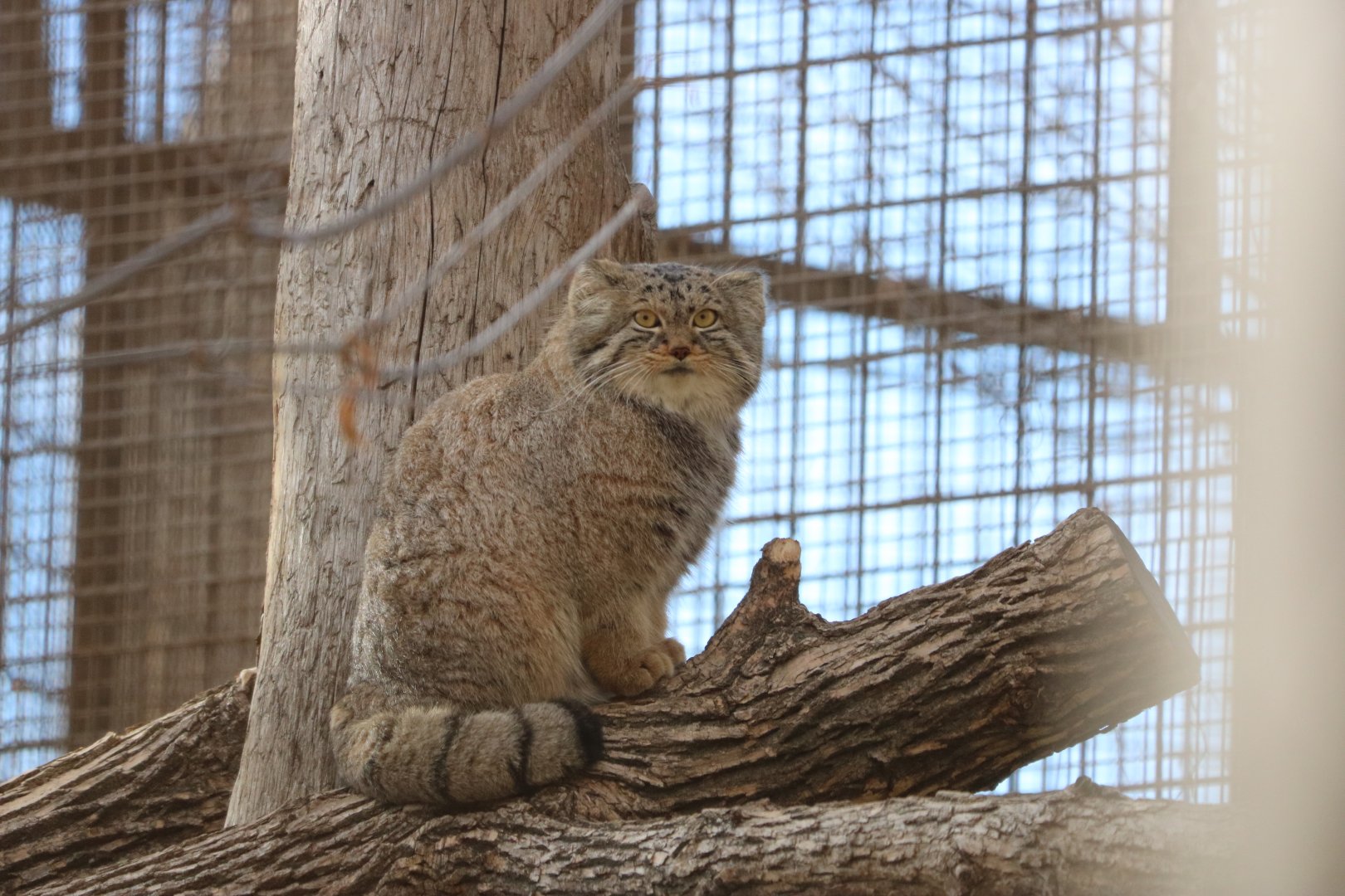 Pallas's Cat