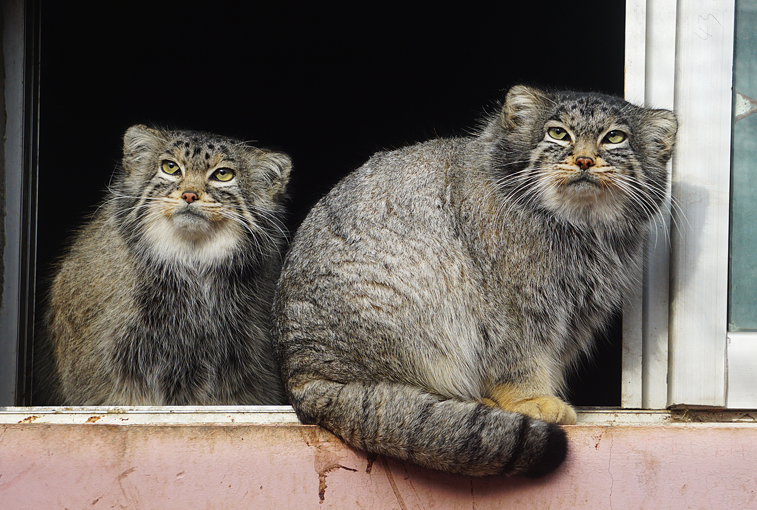 Pallas’s cat