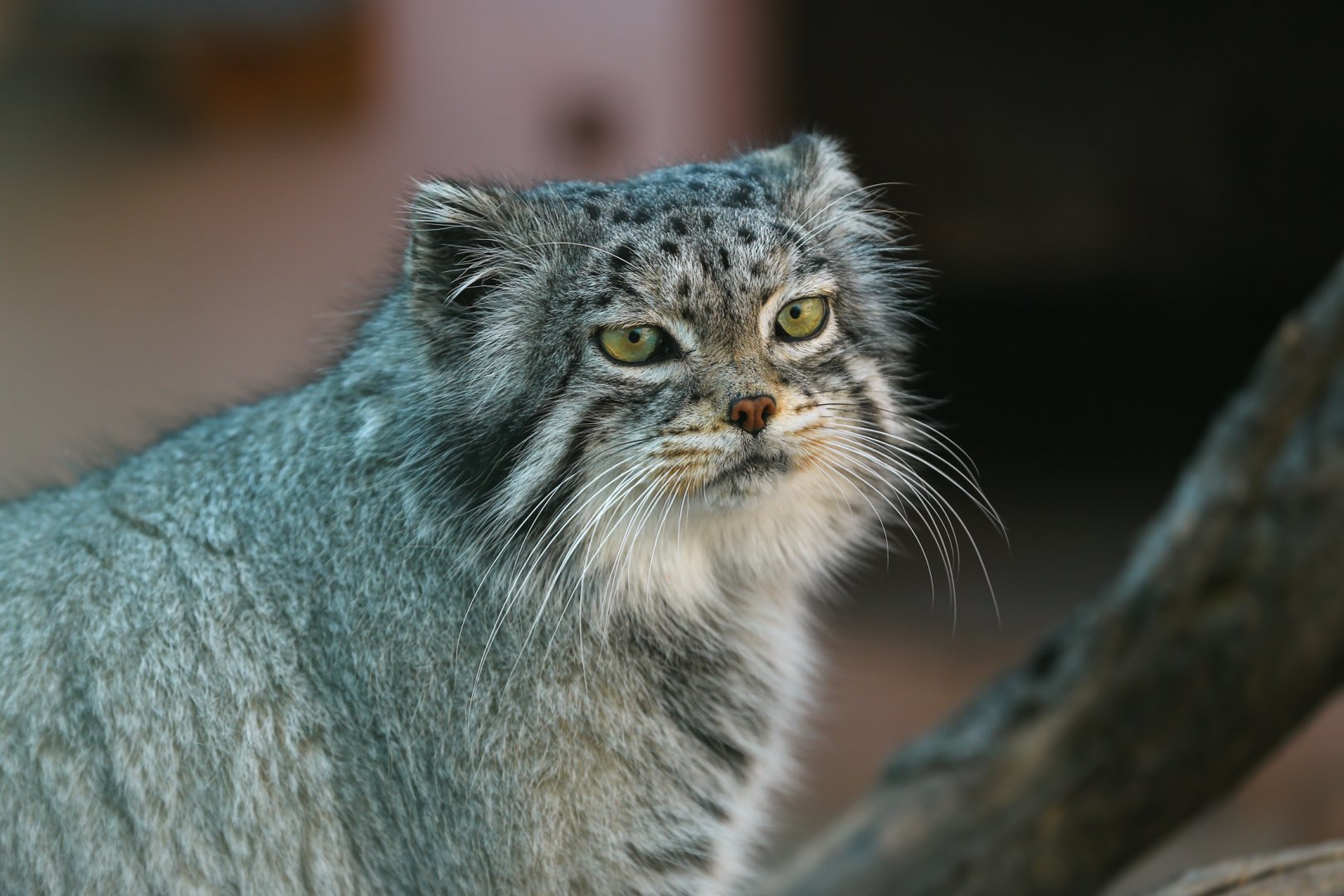 Pallas’s cat