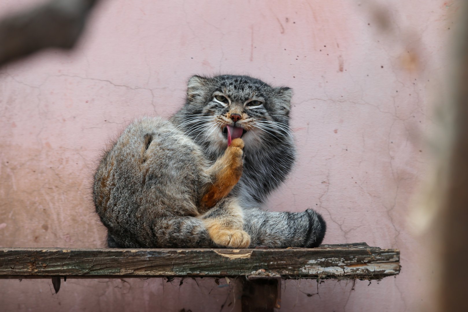 Pallas’s cat