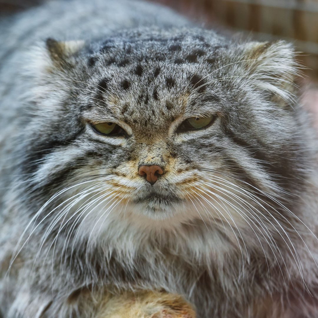 Pallas’s cat